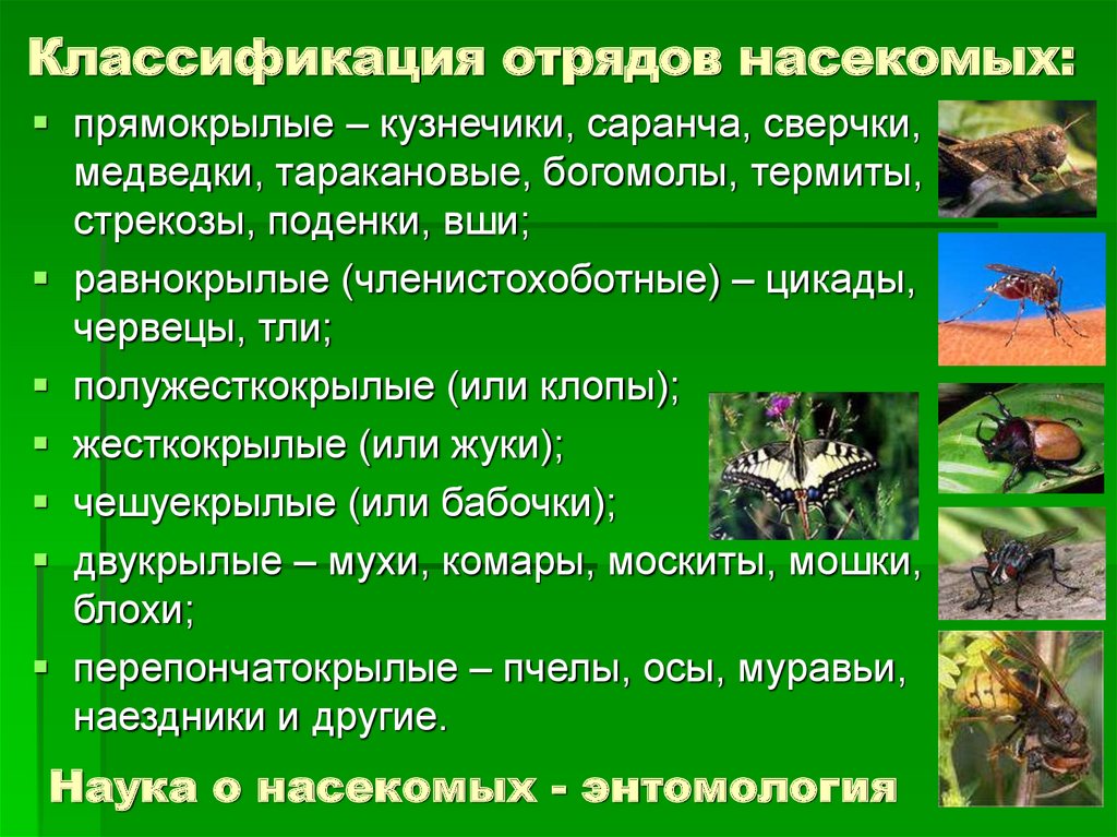 Комар отряд насекомых