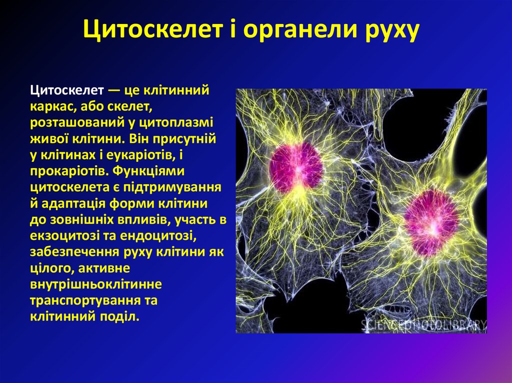 Цитоскелет это. Цитоскелет клетки человека. Развитый цитоскелет. Цитоскелет бактерий. Цитоскелет связан с.