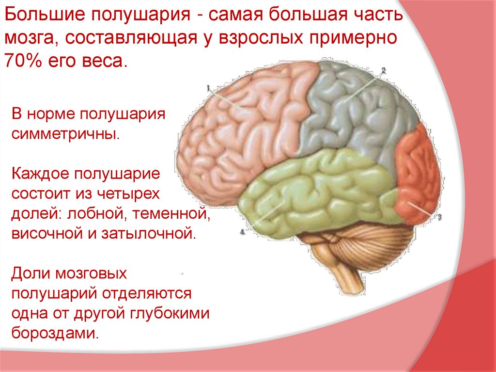 В каждом полушарии долей. Доли больших полушарий мозга. Самая большая часть мозга. Самая важная часть мозга. Функции полушарий мозга.