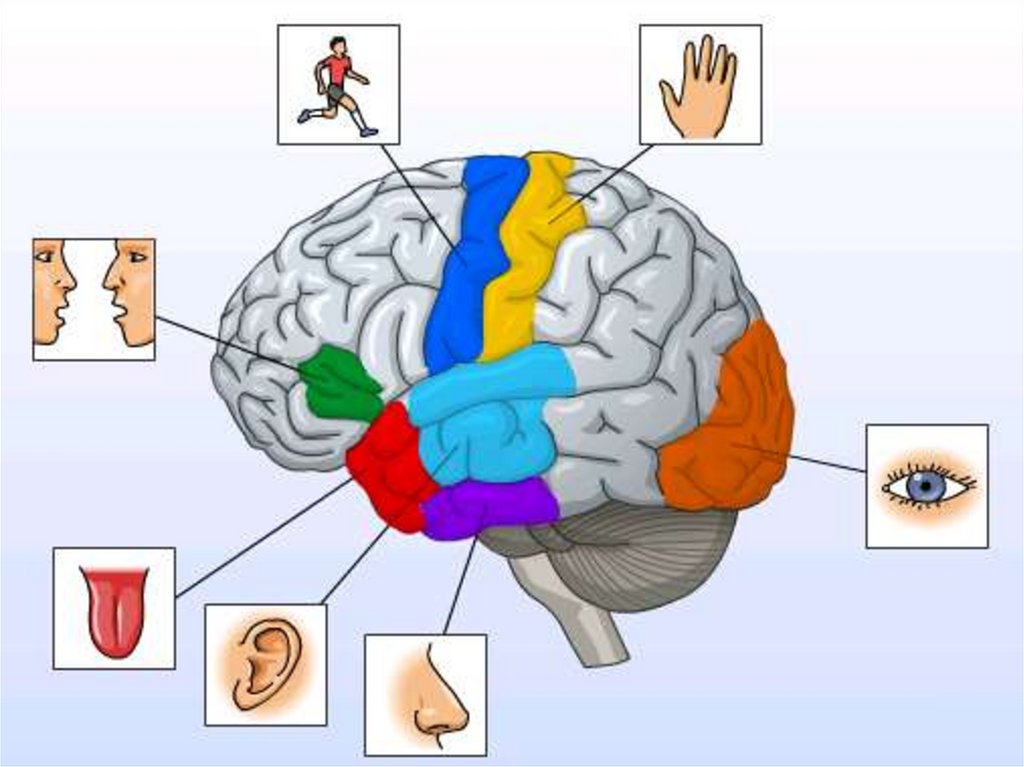 Центр слуха в каком отделе мозга. Зоны головного мозга. Зоны ответственности головного мозга. Зоны головного мозку. За что отвечают отделы мозга.