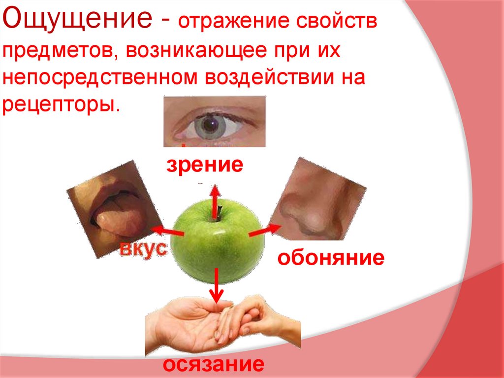 Целостный образ предмета возникающий при непосредственном