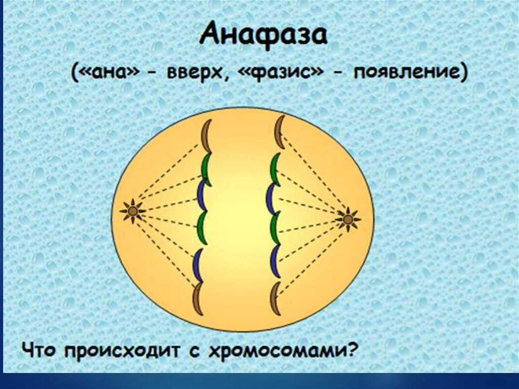 Сколько клеток в анафазе. Анафаза процессы. Что происходит в анафазе. Анафаза простыми словами. Анафаза это в генетике.