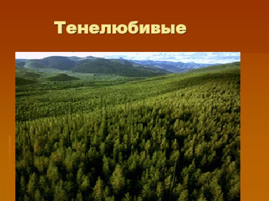 Природные ресурсы лесных зон россии. Тайга (хвойные леса) Сыктывкар. Тайга природная зона. Природные ресурсы тайги в в Северной Америке. Зона Северной тайги России.