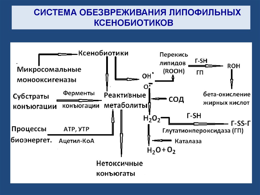 Биохимическая система которая обладает наибольшей окислительной способностью. Схема биотрансформации ксенобиотиков. Схема метаболизма ксенобиотиков. Обезвреживание ксенобиотиков биохимия. Схема обезвреживания ксенобиотиков.