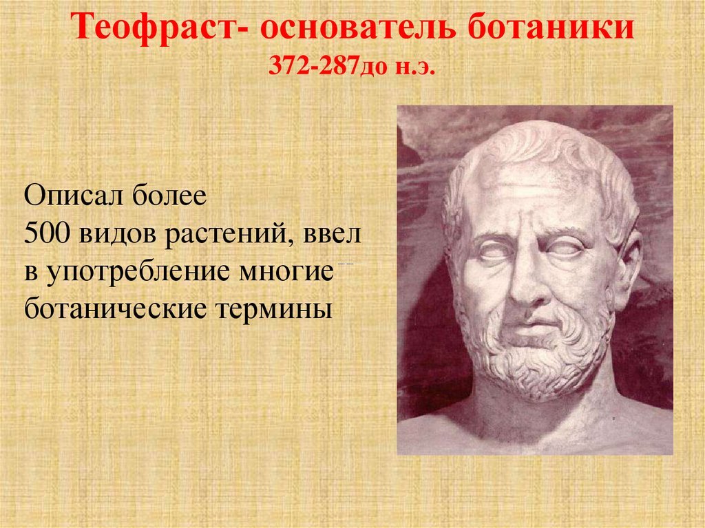 Аристотель гален. Теофраст отец ботаники. Древнегреческий философ Теофраст. Теофраст основатель науки ботаники план. Теофраст (372-287 гг. до н. э.).