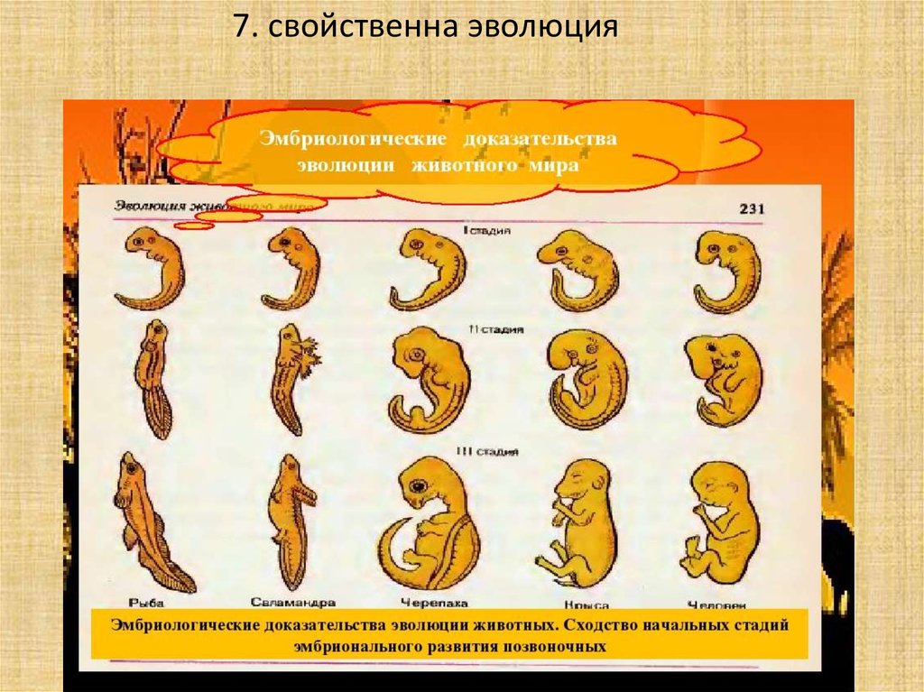 Этапы развития биологии