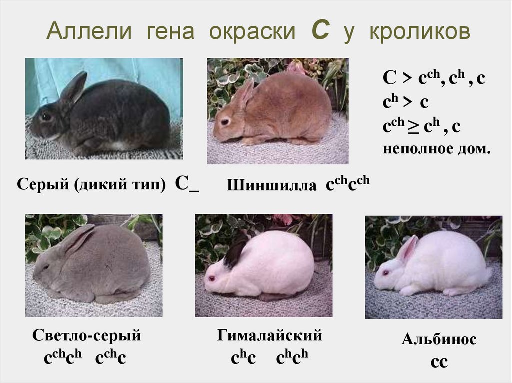 Изменение окраски шерсти кролика. Генетика кроликов. Множественный аллелизм у кроликов. Множественный аллелизм окраска кроликов. Генотипы кроликов.