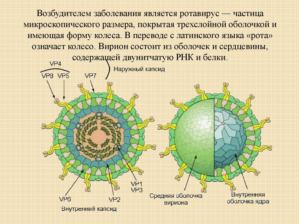 Инфекция латынь. Строение вириона ротавируса. Ротавирусы микробиология строение. Структура вириона ротавируса. Ротавирусная инфекция возбудитель заболевания.
