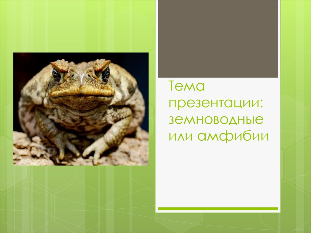 Жизнь земноводных 1 класс презентация начальная школа 21 века презентация