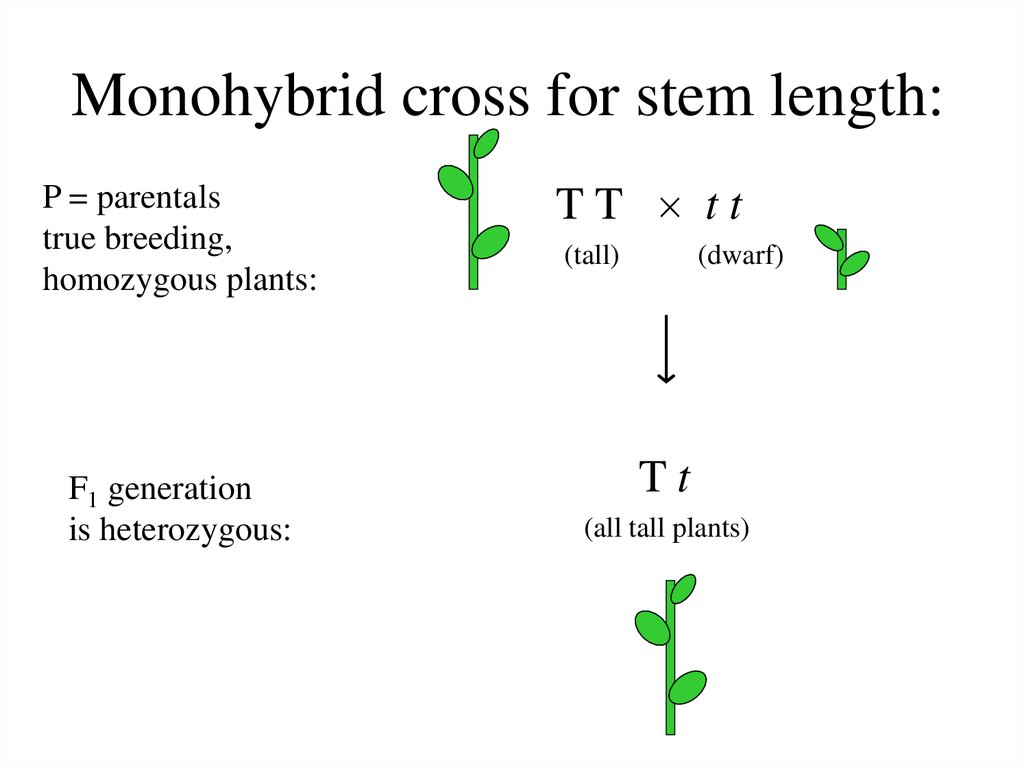 Monohybrid cross for stem length:
