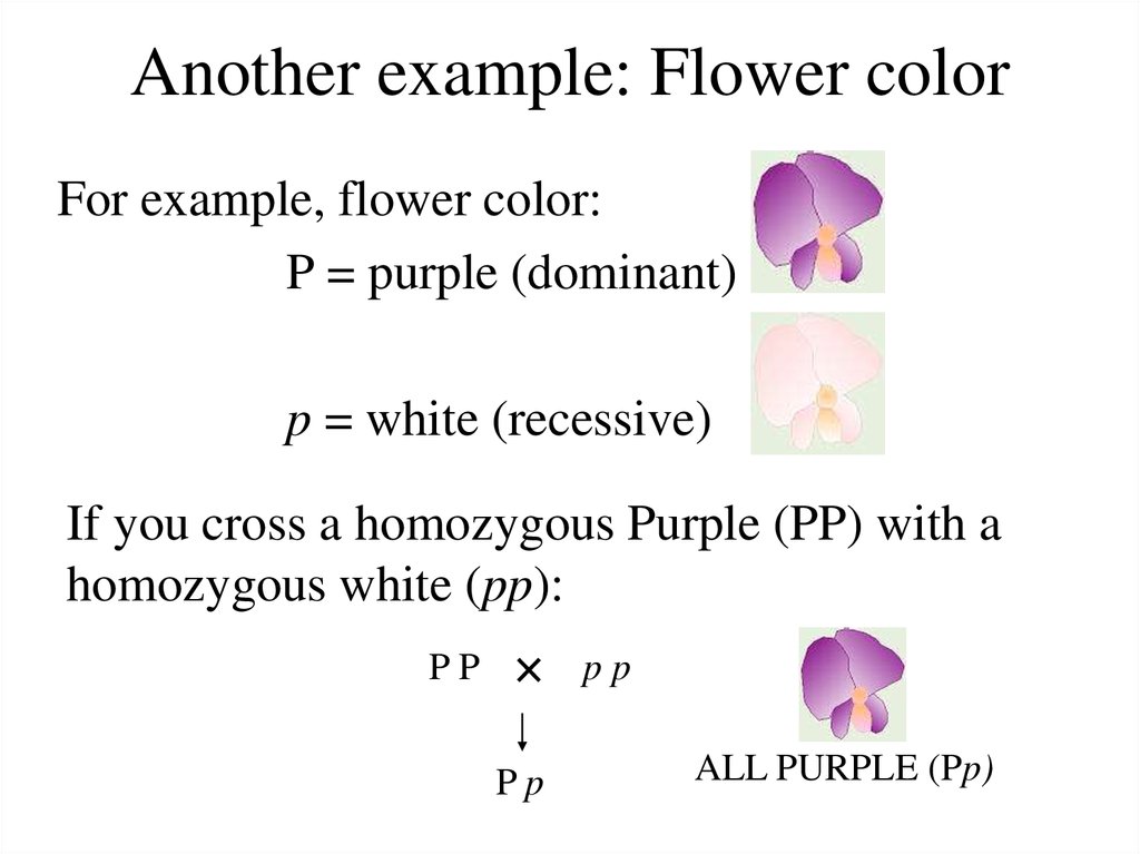 Another example: Flower color