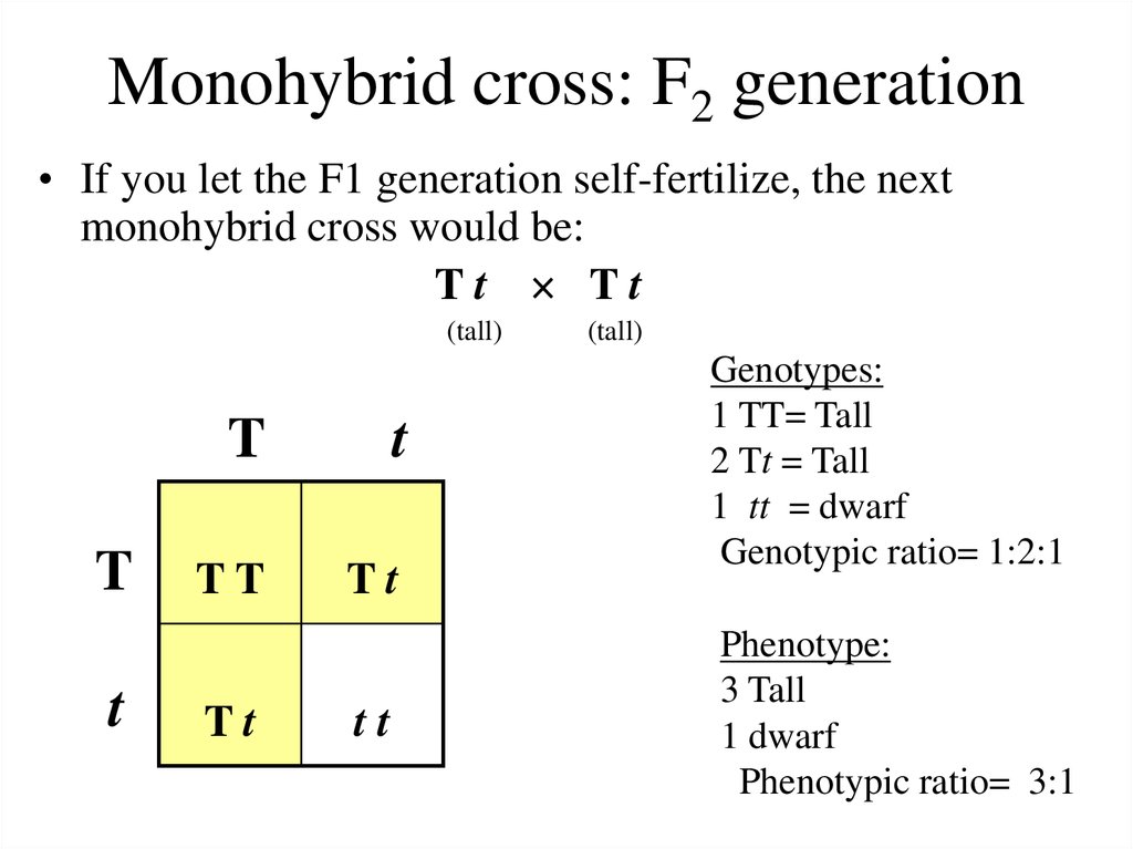 Monohybrid cross: F2 generation
