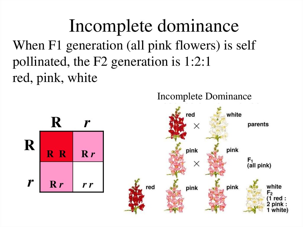 incompletely dominant traits