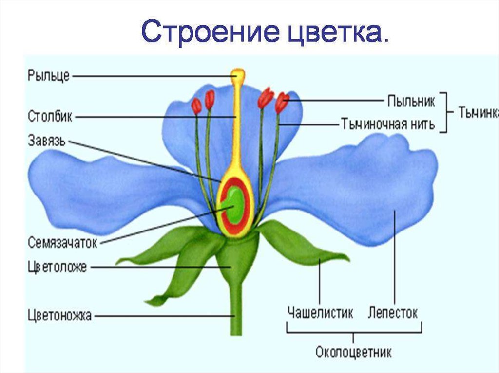 Строение цветка рисунок с подписями