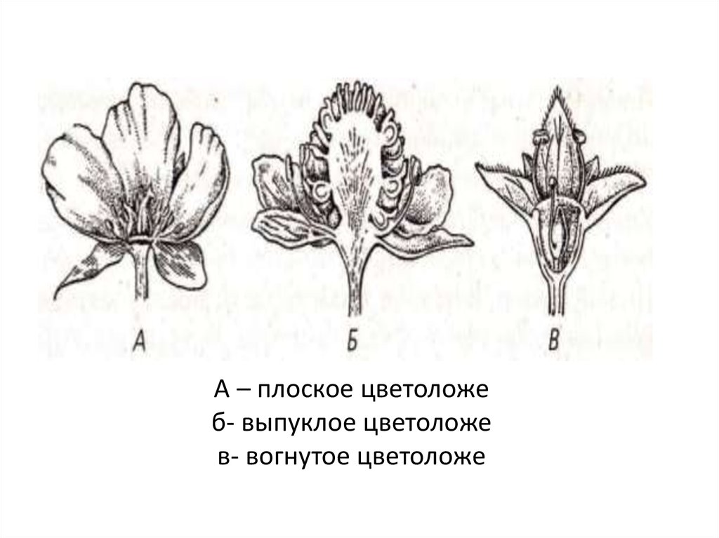 Гипантий. Цветоложе выпуклое вогнутое плоское. Цветоложе Лютика. Типы цветоложа. Форма и строение цветоложа.