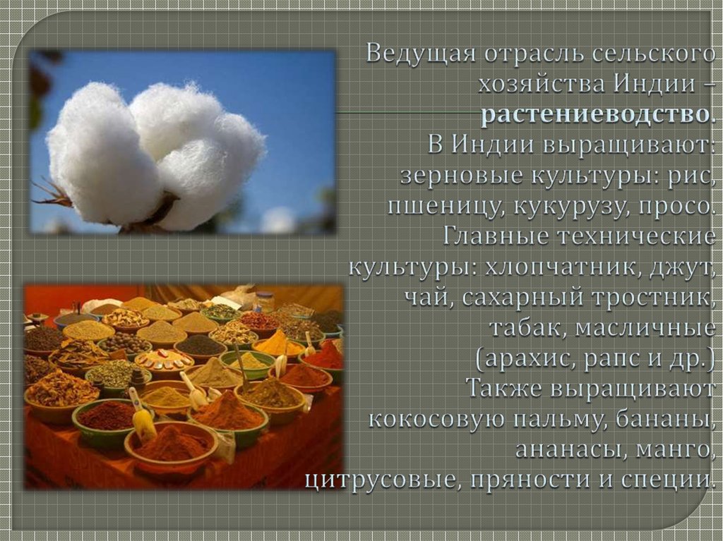 Ведущая отрасль сельского хозяйства Индии – растениеводство. В Индии выращивают: зерновые культуры: рис, пшеницу, кукурузу,