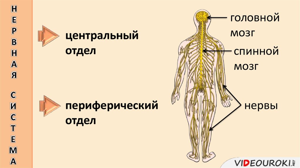 Нервная система осуществляется. Уровни организации нервной системы. Уровень систем органов. Спинной мозг уровень организации живой природы. Уровни организации головной мозг, ткани.