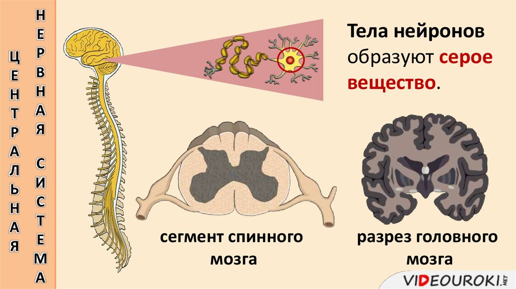 Белое вещество головного и спинного мозга образуют. Тела нейронов образуют серое вещество. Тела нейронов образуют вещество головного. Уровни организации нервной системы. Уровни организации нервной системы человека.