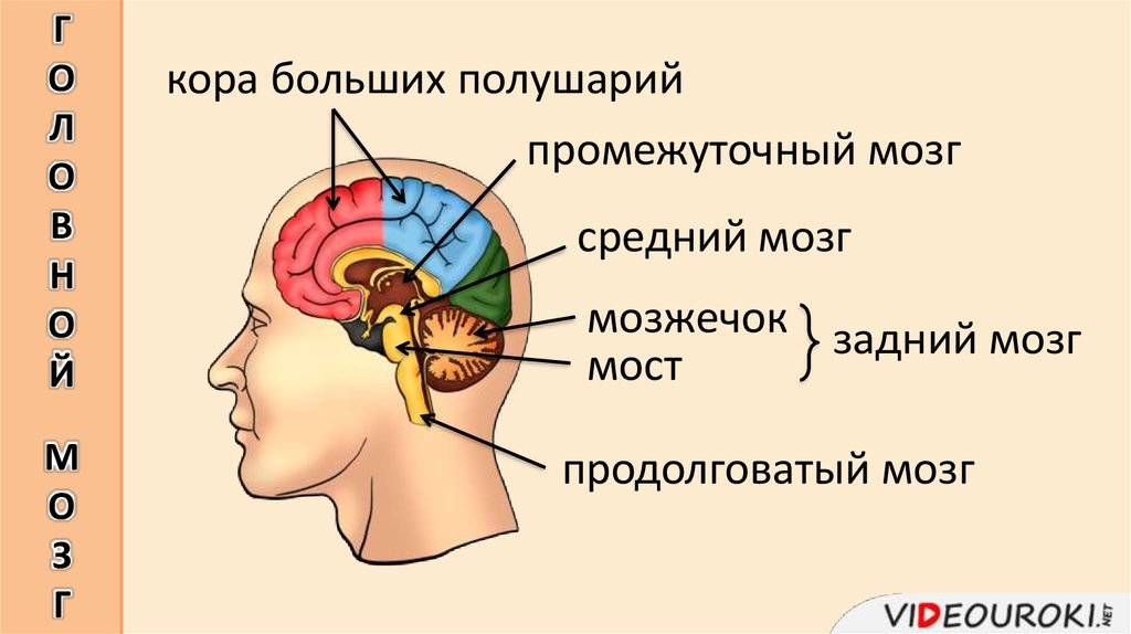 Отделы какого органа чувств изображены на рисунке назовите изображенные отделы обозначенные 1234