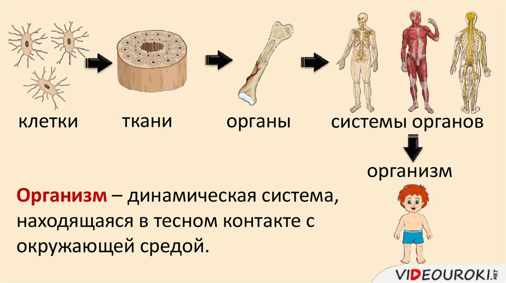 Ткани органы и системы органов. Клетка ткань орган система органов организм. Клетка ткань орган система органов организм таблица. Уровни организации организма схема. Системы органов в организме уровни организации организма.