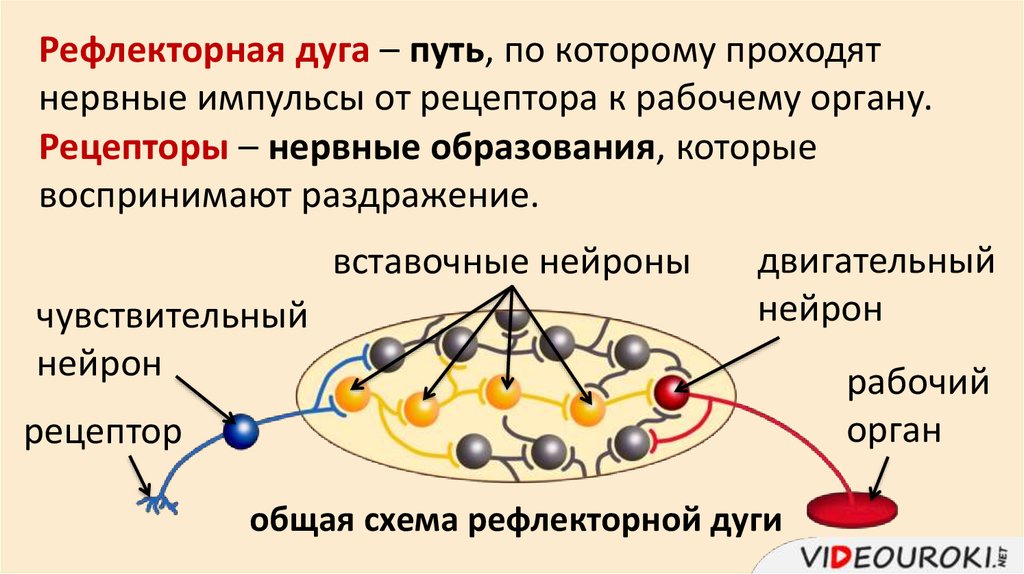 Схема рефлекторной дуги мигательного рефлекса