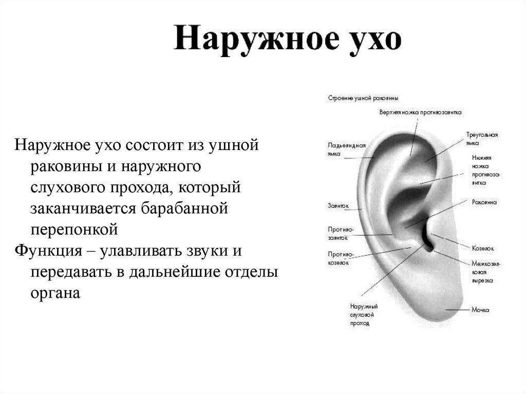 Какое значение уха. Наружное ухо строение анатомия. Строение наружного уха человека анатомия. Строение уха названия частей. Наружное ухо и его строение.