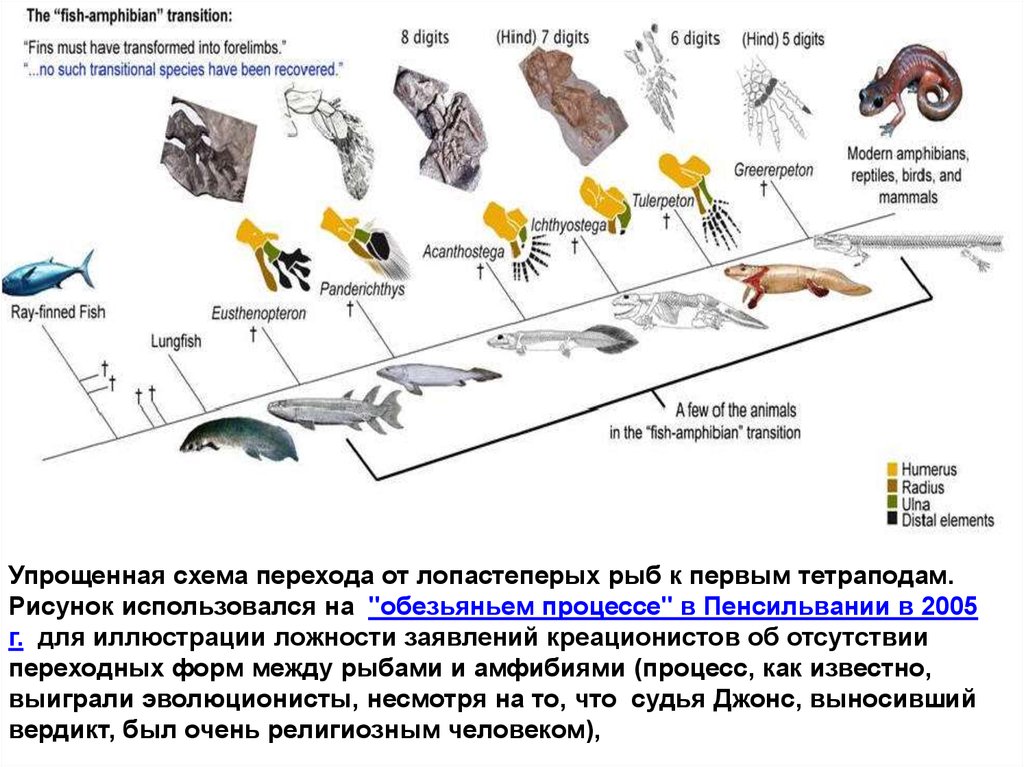 Установить соответствие между доказательствами эволюции