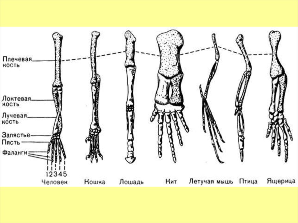 Скелет конечностей развитие. Строение скелета передних конечностей позвоночных. Скелет передней конечности наземного позвоночного. Скелет передней конечности млекопитающих. Пятипалые конечности у животных.