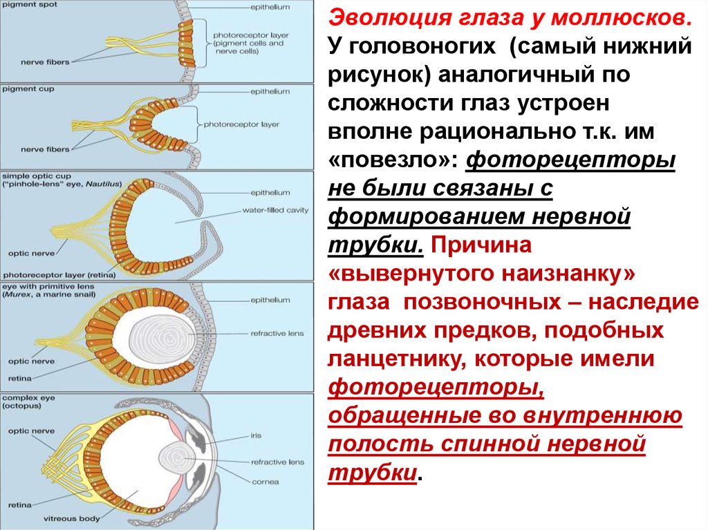 У всех позвоночных существует единый план формирования тканей и органов который ясно виден