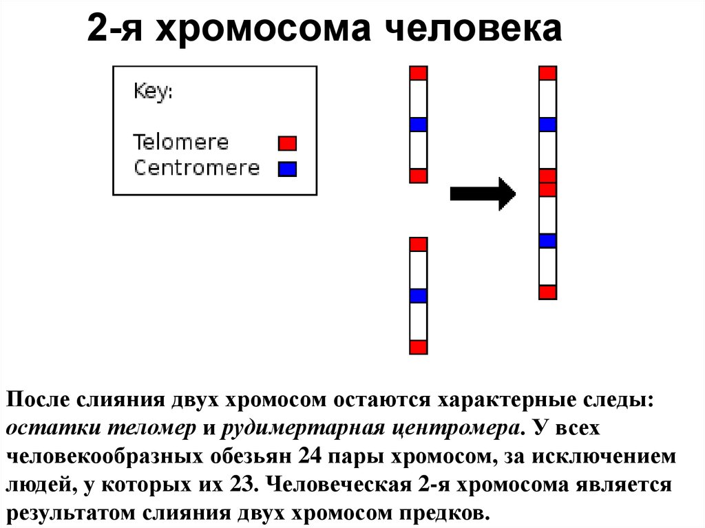 Характеристика 2 хромосомы. Хромосомы человека. Вторая хромосома. Вторая хромосома человека образовалась в результате.