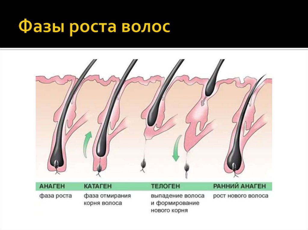 Строение волос - презентация онлайн
