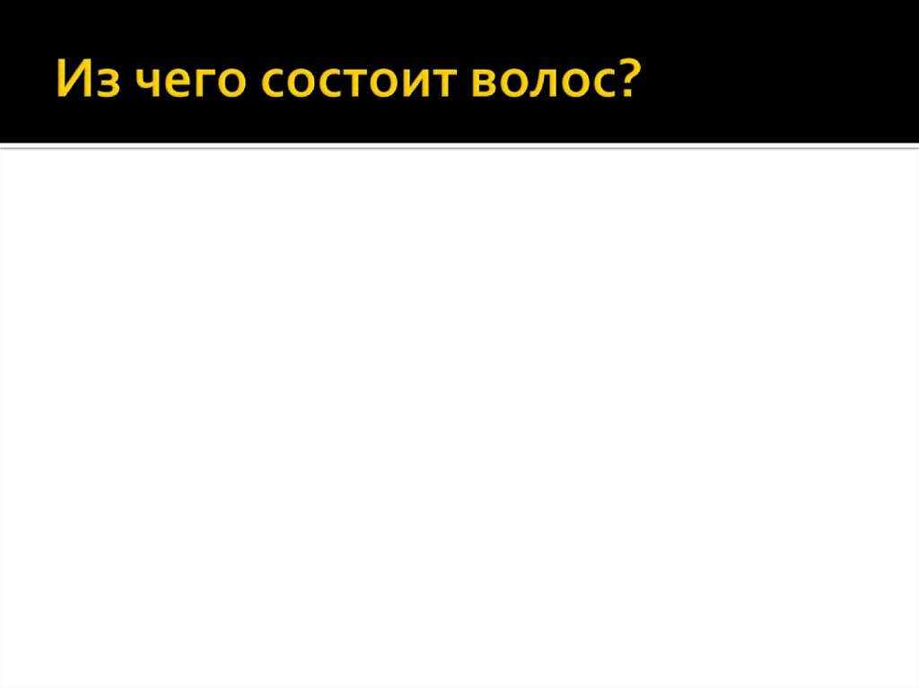 Из чего состоит волос?