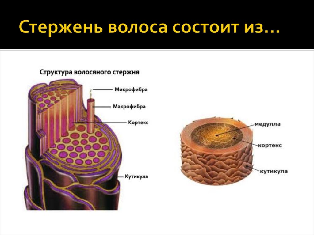 Строение волоса картинка