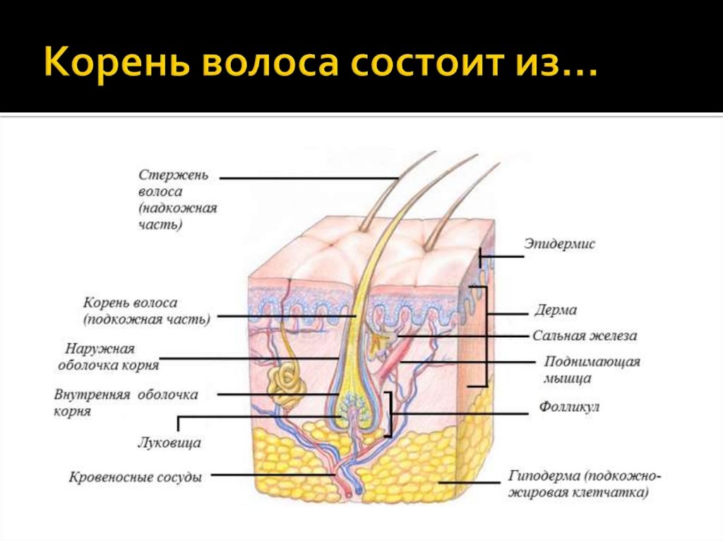 Корень волоса состоит из…