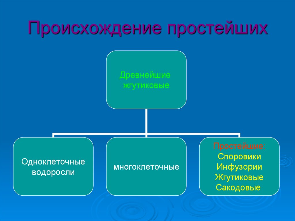 Простейшие являются. Происхождение простейших. Происхождение простейших кратко. Потомками древних простейших являются. Тип простейшие.