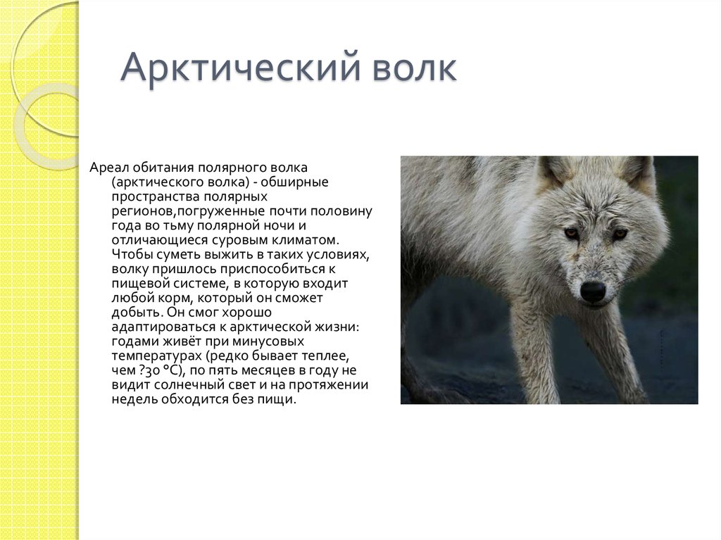 Полярный волк колония где на карте. Волк ареал обитания. Арктический волк ареал обитания. Ареал обитания Полярных Волков. Полярный волк ареал.