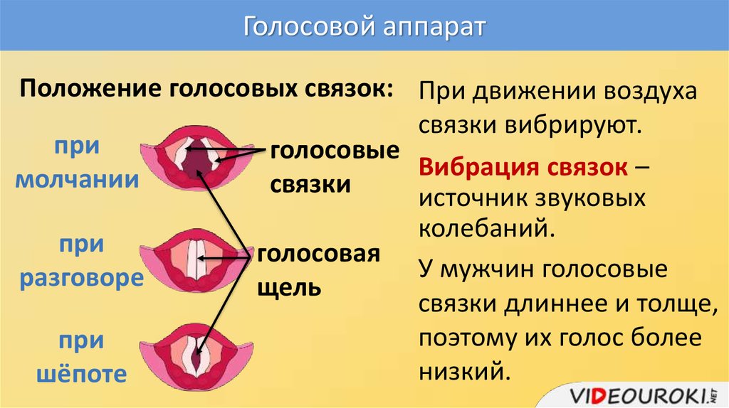 Почему люди издают звуки. Строение голосового аппарата голосовые складки. Строение голосовых связок при шепоте. Положение голосовых связок. Голосовые связки при пении.