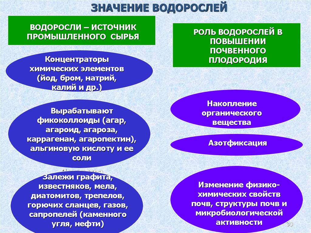 Функции водорослей. Экологические группы водорослей. Экологические группы водорослей таблица. Распространение и экологические группы водорослей. Экологическое значение водорослей.