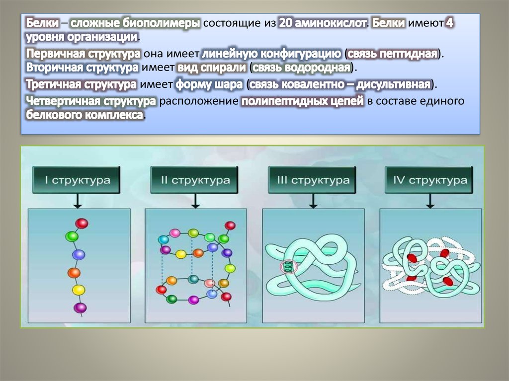 Перечислите биополимеры. Биополимеры белки и их строение. Классификация биополимеро.