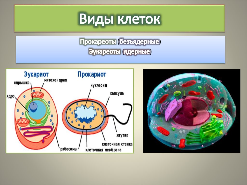 Ядерные организмы или эукариоты 5 класс биология