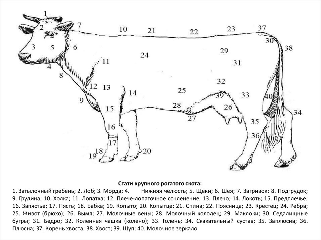 Экстерьер коровы