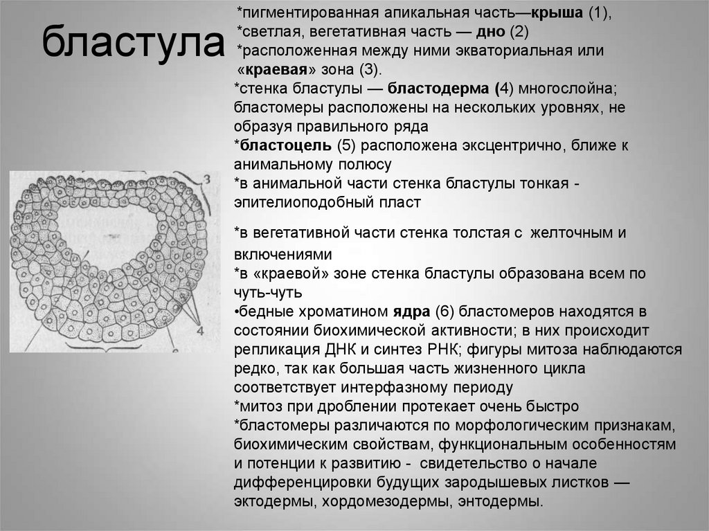 Бластула лягушки. Бластула и гаструла лягушки. Бластула лягушки гистология. Бластула амфибий гистология. Бластула препарат.