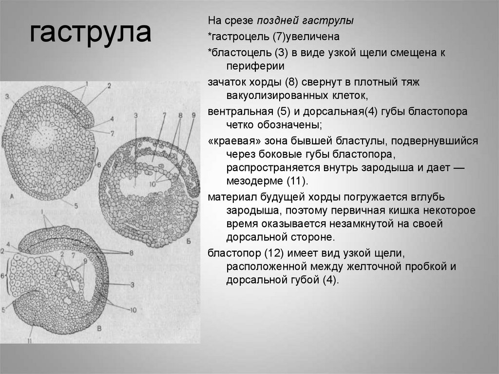 Бластула лягушки рисунок с подписями