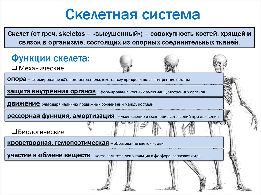 Скелетная система презентация на английском