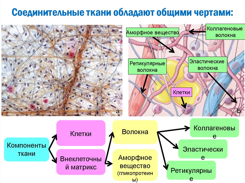 Опорные соединительные ткани