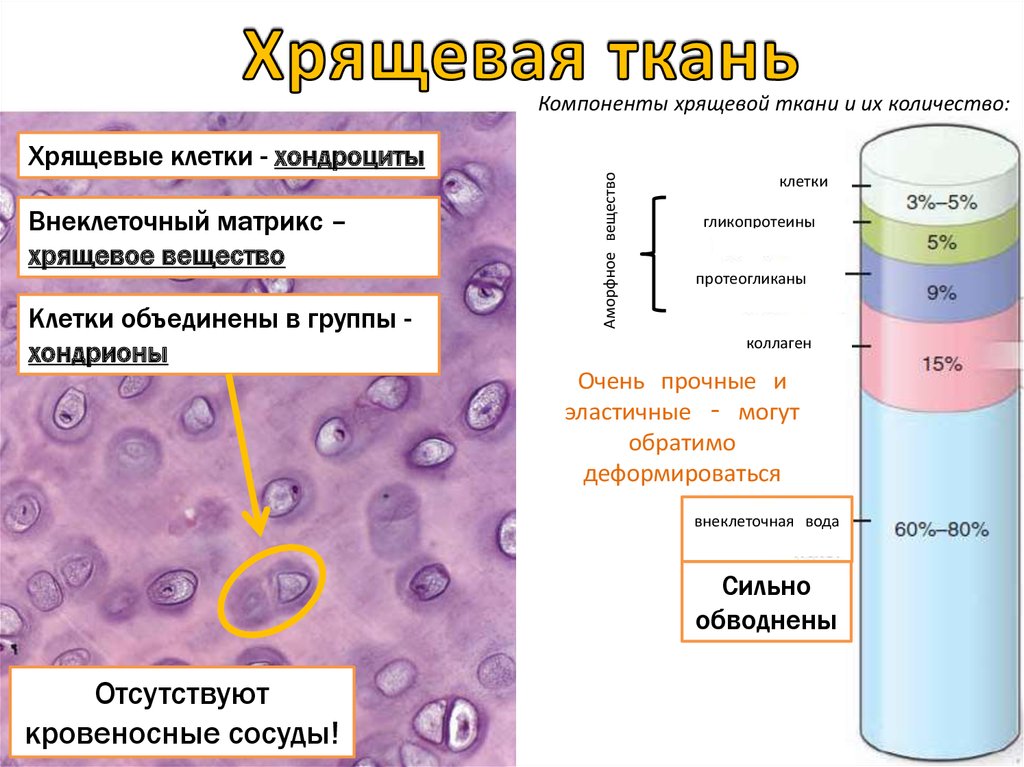 Компоненты ткани. Компоненты хрящевой ткани. Хрящевая ткань строение. Основное вещество хрящевой ткани. Клеточные элементы хрящевой ткани.