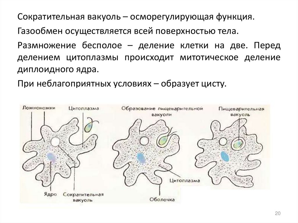 Вакуоль функции. Сократительная вакуоль протистов. Строение сократительной вакуоли простейших. Строение сократительной вакуоли функции. Пищеварительная вакуоль у растений.