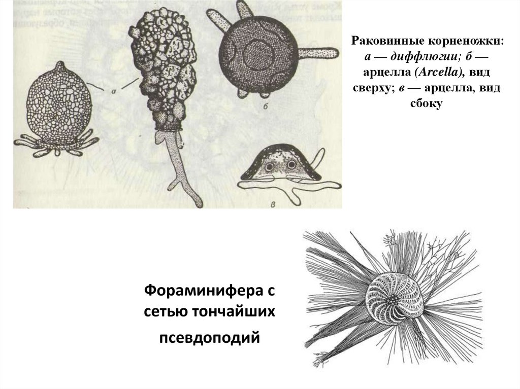 Корненожки. Корненожка Арцелла. Раковинная корненожка Arcella. Строение раковины диффлюгии. Арцелла и диффлюгия.