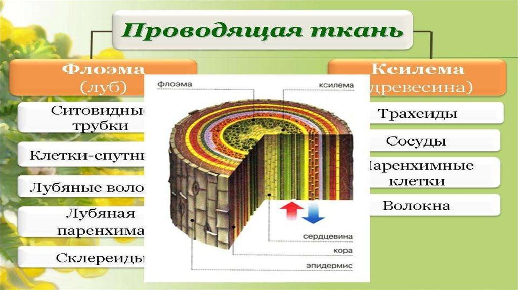 Ткани растений рисунок. Защитная ткань растений. Проводящие ткани растений. Сложные ткани растений. Простые ткани растений.