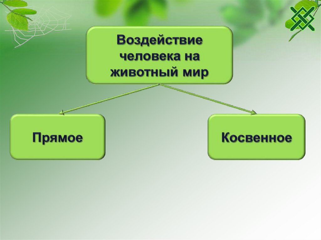 Воздействие человека на животный мир 7 класс презентация